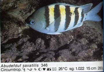 Abudefduf saxatilis